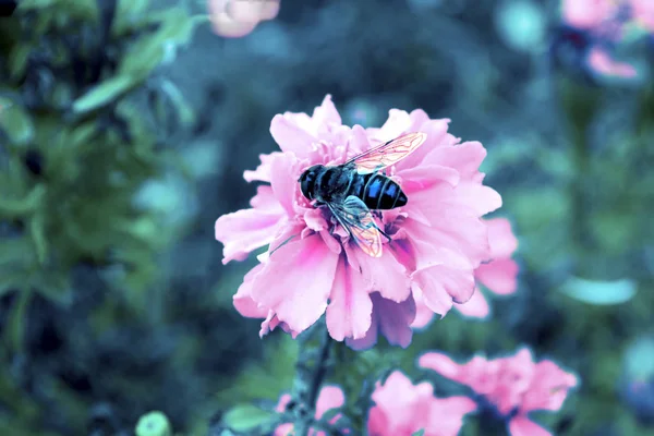 Včela Nachází Růžový Květ Rozmazané Světle Zelené Pozadí Růžový Květ — Stock fotografie