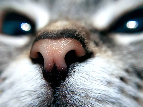 kedinin burun ve ağız yakın çekim. kedi makro fotoğraf. kedi namlu. güzel gözleri ve burun.