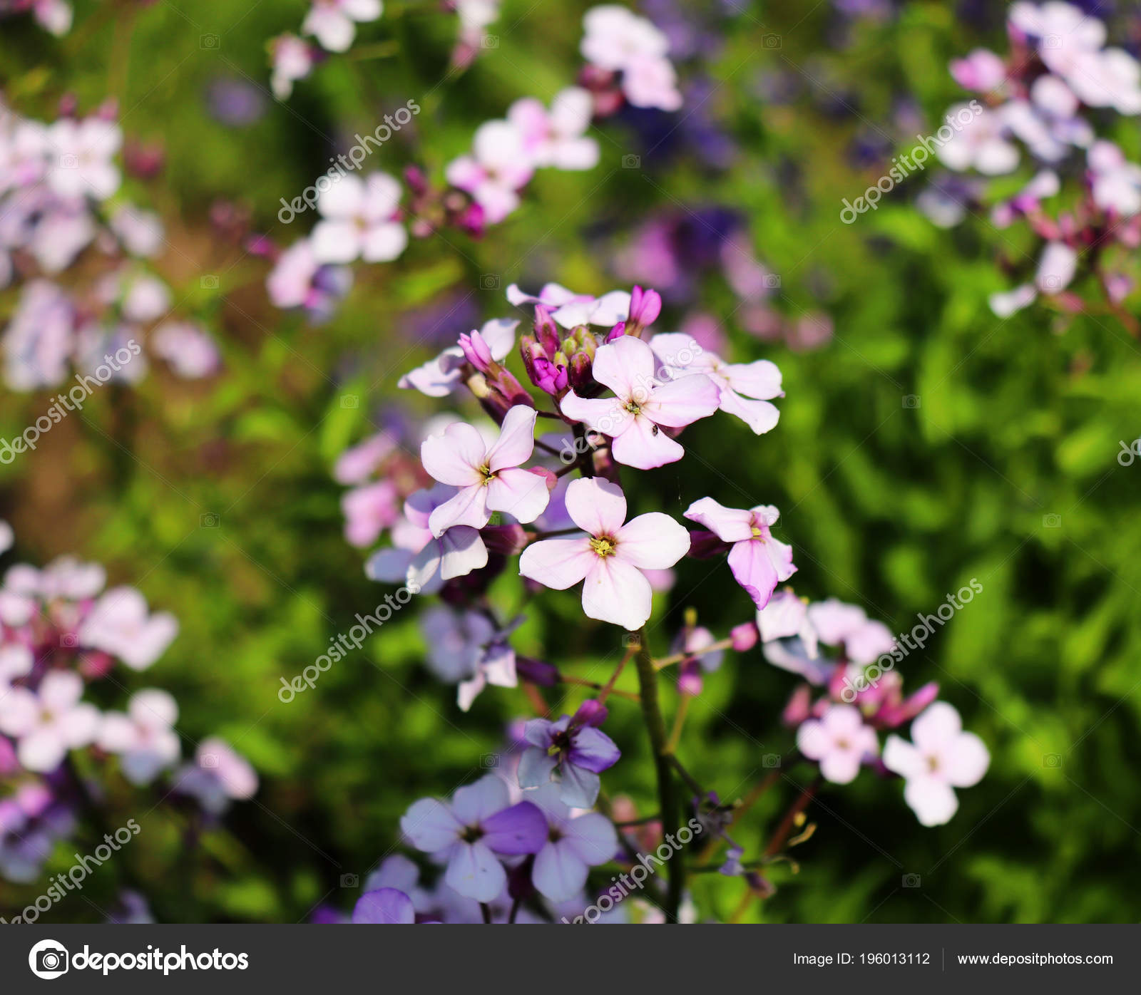 Night violets. Mattiola flower - photo 53 Night violets. Mattiola flower - photo 88