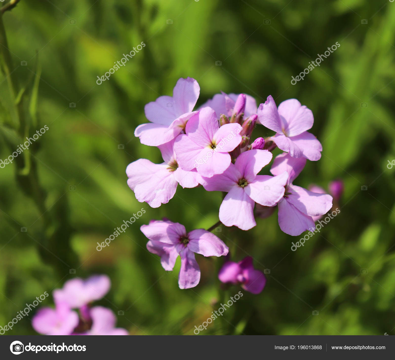 Night violets. Mattiola flower - photo 20 Night violets. Mattiola flower - photo 99