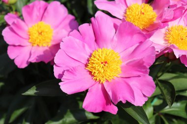 Paeonia officinalis organik bahçe güneşli sabah zarif güzel Şakayık çiçekleri tam. Paeonia officinalis ilk tıbbi amaçla kullanılmıştır. Doğa kavramı. Makro fotoğraf.