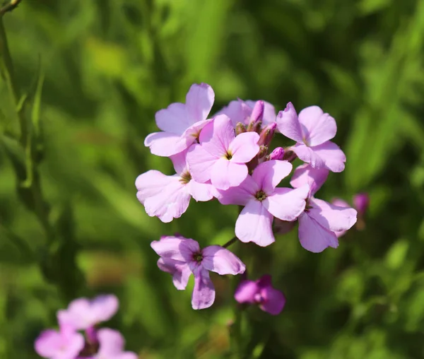 Night Flowers Violet Spring Gentle Matthiola Longipetala Background Known Night — Stock Photo, Image