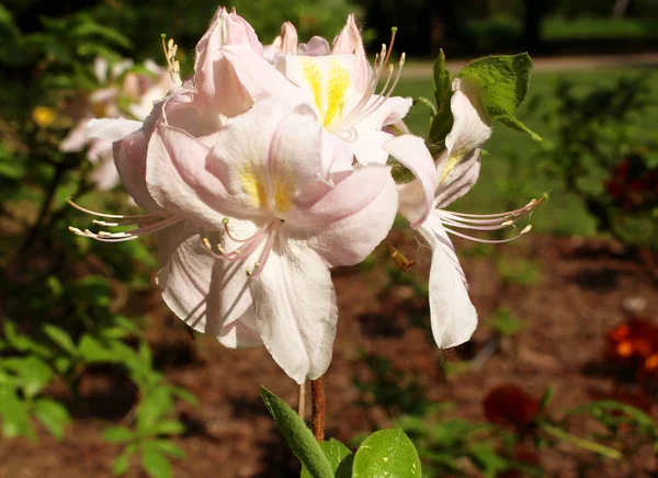 Zbliżenie kwitnący rododendron w spring garden. Pora kwitnienia rododendronów. Tło wiosna. — Zdjęcie stockowe