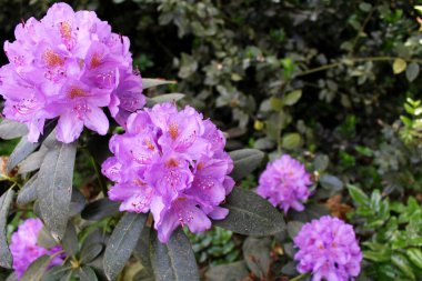 Bahar bahçe içinde closeup çiçek açan ormangülü. Çiçekli orman gülleri sezon. Bahar arka plan.