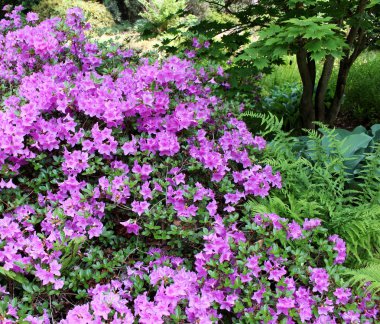 Bahar bahçe içinde closeup çiçek açan ormangülü. Çiçekli orman gülleri sezon. Bahar arka plan.