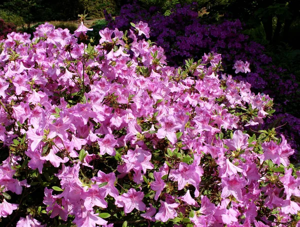 Närbild blommande rhododendron i våren trädgården. Säsong av blommande rhododendron. Vår bakgrund. — Stockfoto