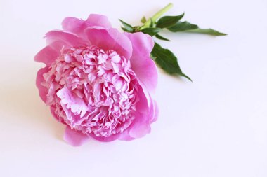 Kopya alanı tebrik mesajı için beyaz zemin üzerine pembe şakayık. Bahar çiçekleri. Bahar arka plan. Sevgililer günü ve anneler günü arka plan. Üstten görünüm.