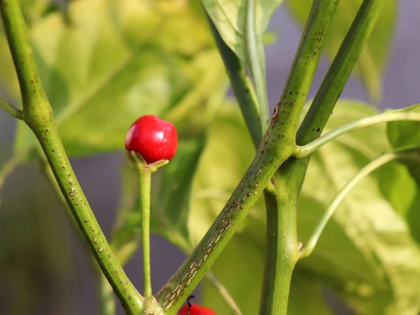 Chilli Madre Rios Interesting Savage Capsicum Frutescens Family Recently Discovered — Stock Photo, Image