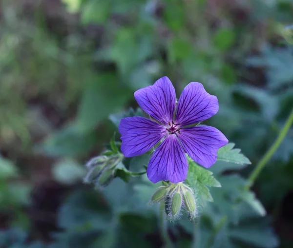 Flores violetas Gerânio pratense ou gerânio prado em campo verde. Flores de conta de guindastes de prado em fundo embaçado verde . — Fotografia de Stock