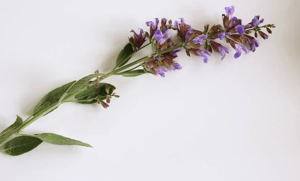 Zsálya elszigetelt fehér background. Gyógynövény Salvia officinalis. A koncepció az egészséges táplálkozás. — Stock Fotó