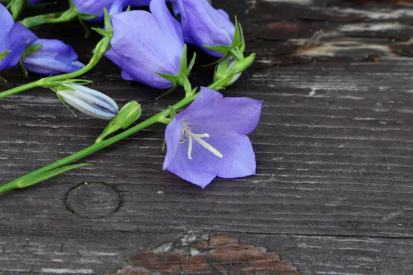 蓝色风铃 persicifolia 在木质背景上。风铃是一种开花植物。.平躺, 顶部视图。文本的空白空间. — 图库照片