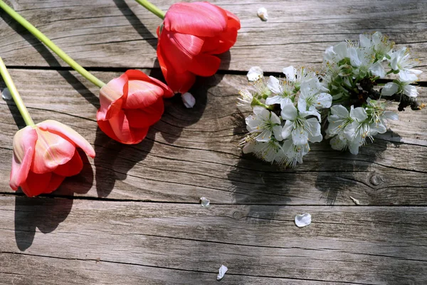 Rustik yıpranmış ahşap tahtalar üzerinde bir bahar kırmızı lale havai görünümü. Metniniz için boş alan.