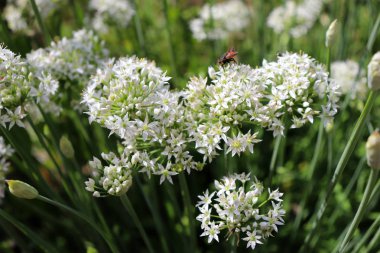 Closeup sarımsak chives Allium tuberosum beyaz çiçek. Şifalı bitkiler, otlar organik bahçe. Arka plan bulanık.
