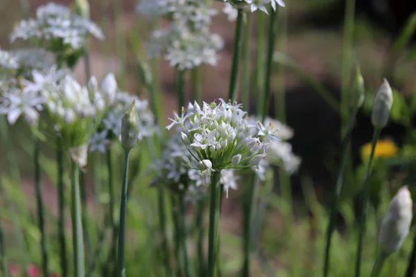 Closeup of white flowers of the garlic chives Allium tuberosum . Medicinal plants, herbs in the organic garden . Blurred background. — Stock Photo, Image