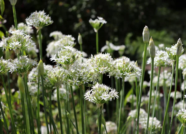 Крупный план белых цветов чесночного лука Allium tuberosum. Лекарственные растения, травы в органическом саду. Размытый фон . — стоковое фото