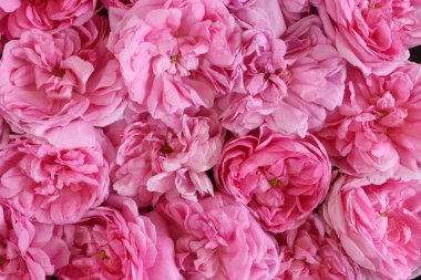 Doğal Pembe gül arka plan. Düz yatıyordu. En iyi görünüm, romantizm ve sevgi kart kavramı.