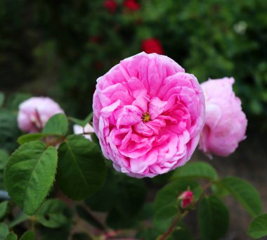 Ünlü pembe Rosa Centifolia, Provence gül veya lahana gül gül 17 ve 19 yüzyıl arasındaki dönemi Hollandalı gül breedersin tarafından geliştirilen bir melez olduğunu. Yumuşak odak.