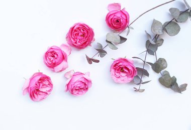 Güzel pembe gül ve Okaliptüs yaprakları dağınık havai görünümü, beyaz bir arka plan. Düz yatıyordu. Üstten görünüm. Metniniz için boş alanı. Romantizm ve aşk kart kavramı.