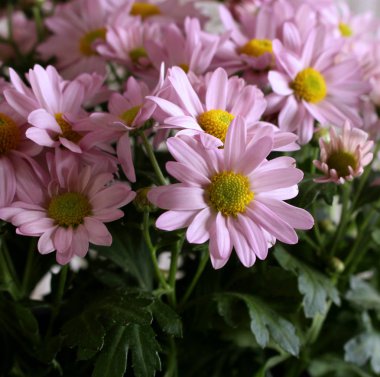 Bahar arka plan. Taze pembe Leucanthemum, Doğa arka plan kopya alanı ile.