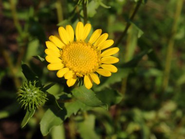 Gumweed Grindelia organik bahçe içinde closeup görüntüsü. Grindelia bir sakinleştirici astım ve bronş koşullar doğal tedavisinde etkili etkisi vardır.