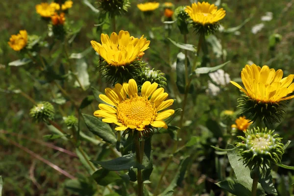 Gumweed Grindelia organik bahçe içinde closeup görüntüsü. Grindelia bir sakinleştirici astım ve bronş koşullar doğal tedavisinde etkili etkisi vardır.