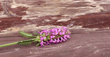 Betonica officinalis, ortak adları betony, mor betony, ortak hedgenettle - çiçekli bitki üzerinde ahşap arka plan izole. Şifalı bitkiler. Metniniz için boş alanı.