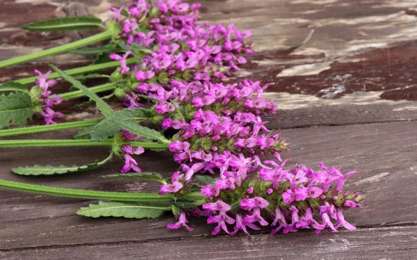 Betonica officinalis, ortak adları betony, mor betony, ortak hedgenettle - çiçekli bitki üzerinde ahşap arka plan izole. Şifalı bitkiler. Metniniz için boş alanı.