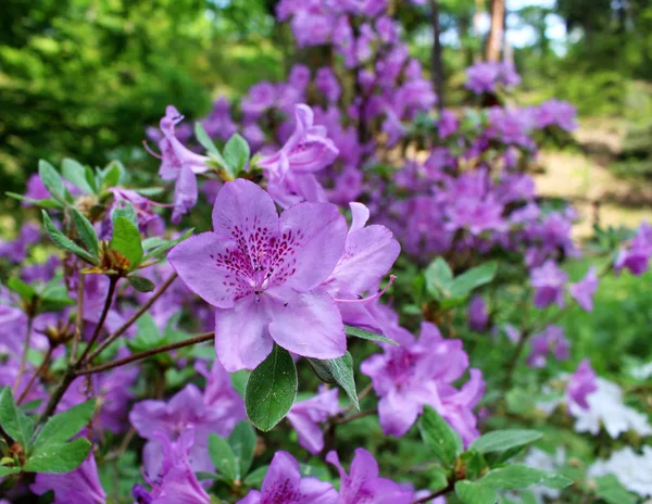 Primer plano floreciendo rododendro en el jardín de primavera. Temporada de rododendros florecientes. Fondo de primavera . — Foto de Stock