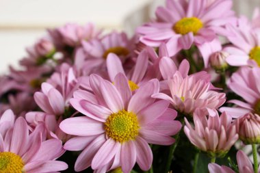 Bahar arka plan. Taze pembe Leucanthemum, Doğa arka plan kopya alanı ile.