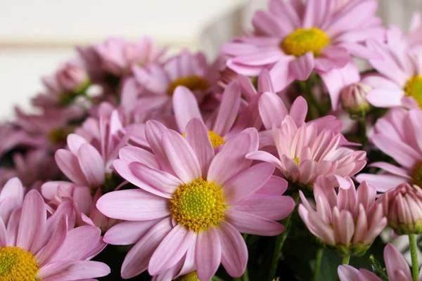 Bahar arka plan. Taze pembe Leucanthemum, Doğa arka plan kopya alanı ile.
