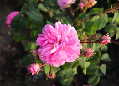 Ünlü pembe Rosa Centifolia, Provence gül veya lahana gül gül 17 ve 19 yüzyıl arasındaki dönemi Hollandalı gül breedersin tarafından geliştirilen bir melez olduğunu. Yumuşak odak.