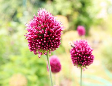 Arılar Allium sphaerocephalon üzerinde. Allium baget, olarak da bilinen sphaerocephalon, two-toned, Bordo-yeşil çiçek başları üretir. Çiçekler açık yeşil, sonra mor, açmak için Başlat amaryllidaceae aile.