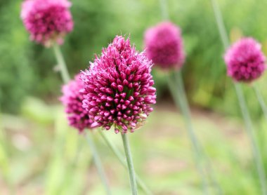 Arılar Allium sphaerocephalon üzerinde. Allium baget, olarak da bilinen sphaerocephalon, two-toned, Bordo-yeşil çiçek başları üretir. Çiçekler açık yeşil, sonra mor, açmak için Başlat amaryllidaceae aile.