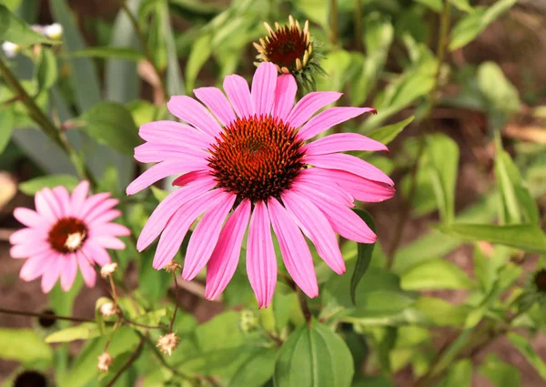 Echinacea Purpurea Pembe Coneflower Çiçek Çiçek Bahar Otlar Ürün Şifalı — Stok fotoğraf