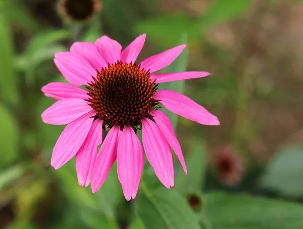 Echinacea Purpurea Rosa Sonnenhut Blüht Frühling Kräuterernte Heilpflanzenkonzept Foraler Hintergrund — Stockfoto