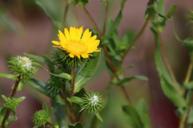 Gumweed Grindelia organik bahçe içinde closeup görüntüsü. Grindelia bir sakinleştirici astım ve bronş koşullar doğal tedavisinde etkili etkisi vardır. Doğa kavramı.