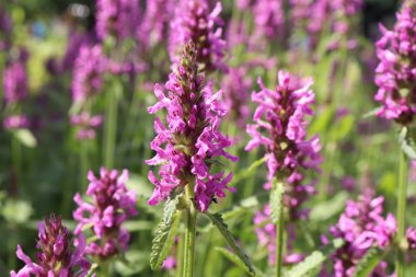 Çiçek açan Betonica officinalis, şifalı bitkiler, otlar bahçede.