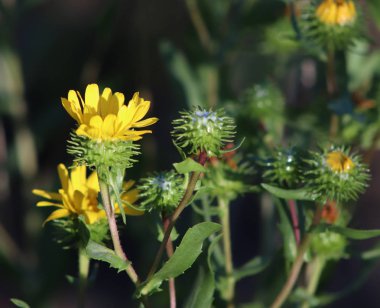 Gumweed Grindelia organik bahçe içinde closeup görüntüsü. Grindelia bir sakinleştirici astım ve bronş koşulları, doğa kavramı doğal tedavisinde etkili etkisi vardır.