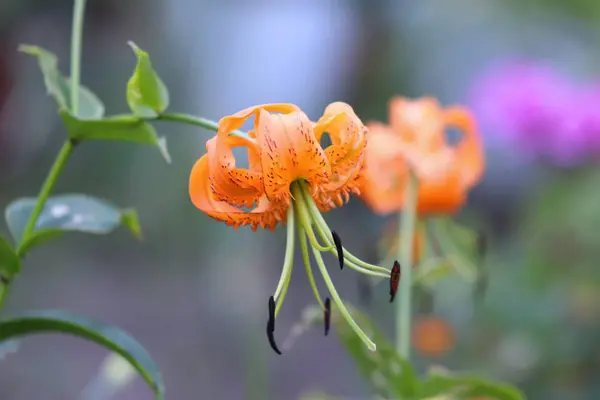 Henrys κρίνος - Λατινική ονομασία - το Lilium henryi στο βιολογικό κήπο. Μερικές φορές ονομάζεται Tiger κρίνος ή Henrys κρίνο, είναι μια εγγενής κρίνος τα λουλούδια είναι πορτοκαλί, στίγματα μαύρο. — Φωτογραφία Αρχείου