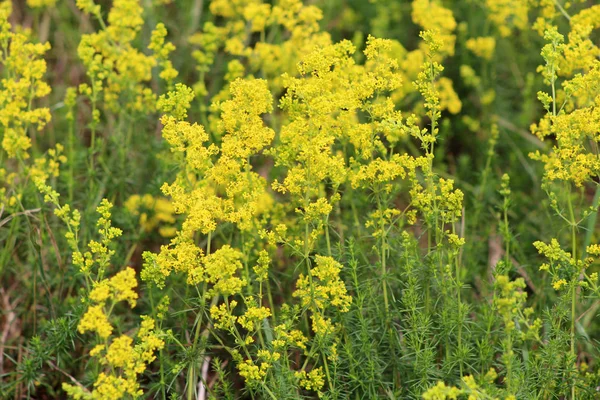 Цветущий Луг Галиум Верум Солома Желтая Солома Galum Verum Herbaceous — стоковое фото