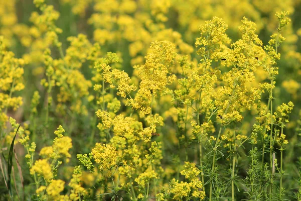 Prato Fiorito Galium Verum Paglia Letto Femminile Paglia Letto Gialla — Foto Stock