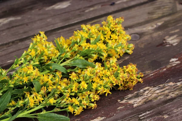 La Solidago virgaurea, verga europea o artemisia, è una pianta erbacea perenne della famiglia delle Asteraceae . — Foto Stock