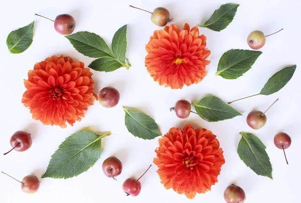 Autumn styled botanical arrangement. Composition of little apples and dahlias flowers on white table background. Fall decorative concept, flat lay. — Stock Photo, Image