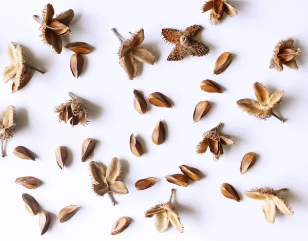 Disposizione botanica in stile autunno. Composizione di noci di faggio su fondo tavolo bianco. Caduta concetto decorativo, piatto lay . — Foto Stock