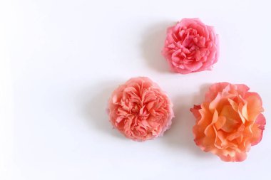 Gül kafaları karışık. Çeşitli yumuşak güller ve beyaz bir arka plan üzerinde havai görünümü dağınık yaprakları. Metin, romantizm ve sevgi kart kavramı için boş alan.