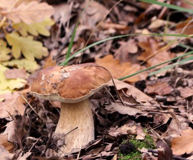 Sonbahar ormanda büyüyen mantar. Boletus yeşil çim üstten görünüm arka plan üzerinde. Malzeme çekme mantar.