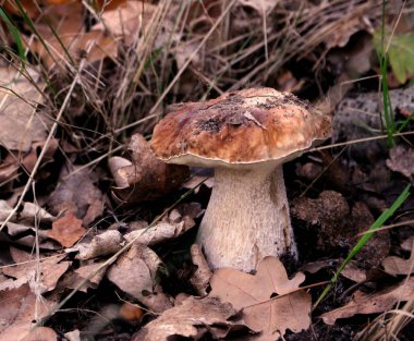 Sonbahar ormanda büyüyen mantar. Boletus yeşil çim üstten görünüm arka plan üzerinde. Malzeme çekme mantar.