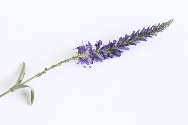 Erba Veronica con fiori blu isolati su sfondo bianco. Erboristeria. Minimalismo. Bellissimi fiori selvatici autunnali  . — Foto Stock