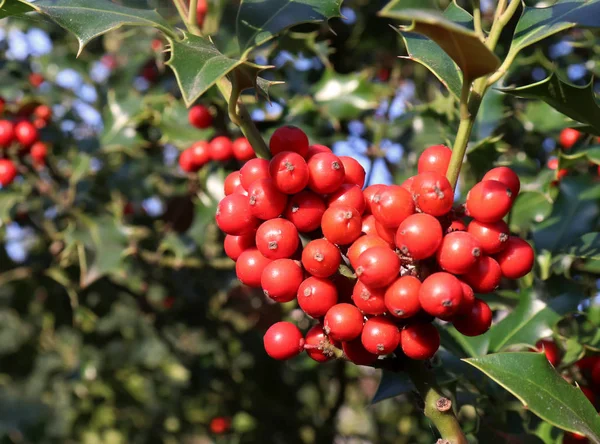 Symbole de Noël en Europe. Gros plan de houx belles baies rouges et des feuilles acérées sur un arbre par temps d'automne . — Photo