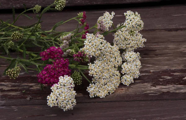 Vértes Virág Achillea Millefolium Egérfarkfű Vagy Rusztikus Növényben Néven Viharvert — Stock Fotó